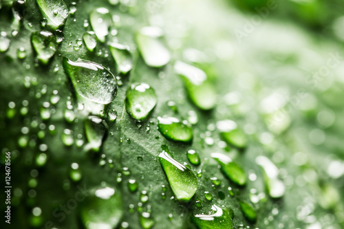 Water drops on a green leaf. Shallow depth of field macro photo.