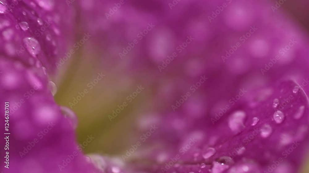 Flower of petunia after the rain macro Flower of petunia after the rain macro