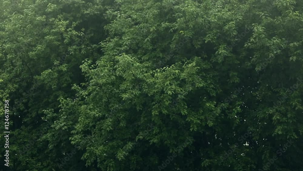 Summer rain. The focus is switched from drops on the trees Summer rain. The focus is switched from drops on the trees