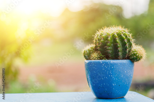 The dwarf cactus That live alone in pots.