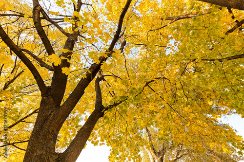 yellow tree top in autumn