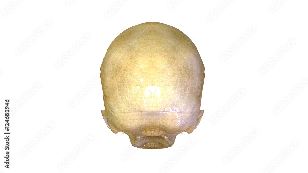 3d rendered medically accurate illustration of skeleton anatomy 3d rendered medically accurate illustration of skeleton anatomy