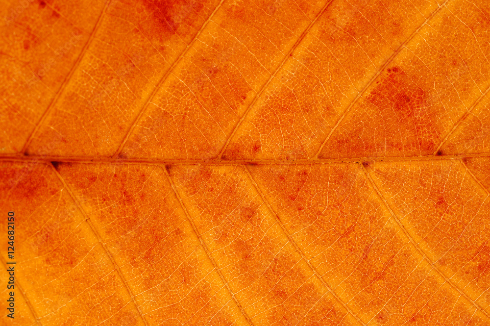 Obraz premium close up on autumn red leaf texture