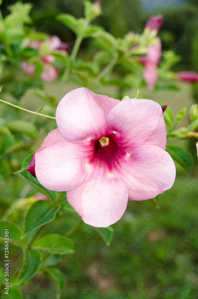 Fototapeta premium Allamanda cathartica flower in garden.
