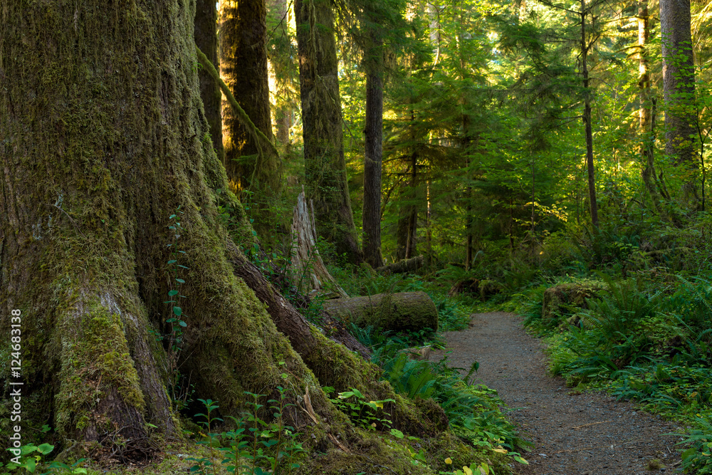 Fototapeta premium Lichen-covered rain forest giant In Olympic National Forest, Washington