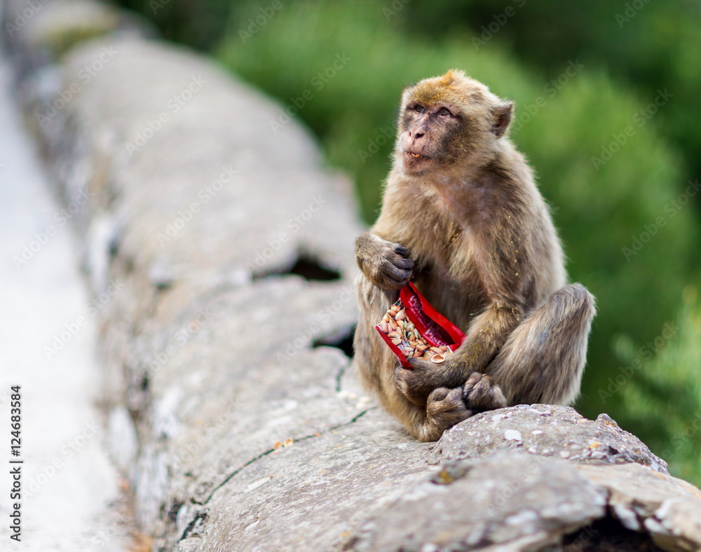 The Barbary macaque population in Gibraltar is the only wild monkey population in the European continent. Some three hundred animals in five troops occupy the area of the Upper Rock of Gibraltar. The Barbary macaque population in Gibraltar is the only wild monkey population in the European continent. Some three hundred animals in five troops occupy the area of the Upper Rock of Gibraltar.