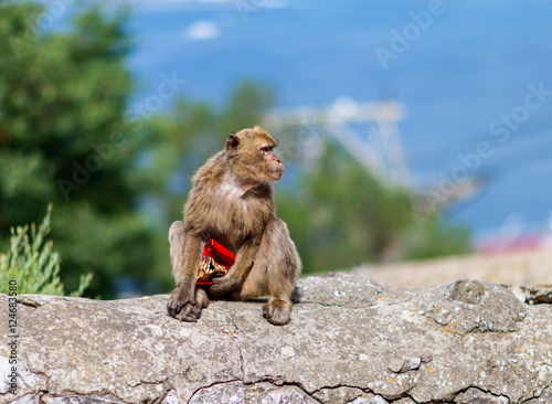 The Barbary macaque population in Gibraltar is the only wild monkey population in the European continent. Some three hundred animals in five troops occupy the area of the Upper Rock of Gibraltar.