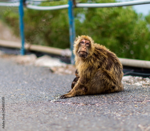 The Barbary macaque population in Gibraltar is the only wild monkey population in the European continent. Some three hundred animals in five troops occupy the area of the Upper Rock of Gibraltar.