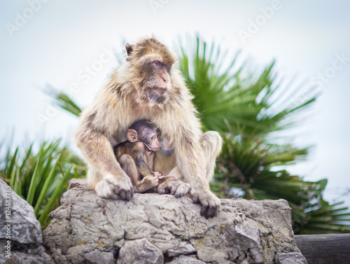 The Barbary macaque population in Gibraltar is the only wild monkey population in the European continent. Some three hundred animals in five troops occupy the area of the Upper Rock of Gibraltar.