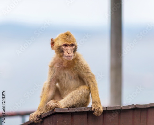 The Barbary macaque population in Gibraltar is the only wild monkey population in the European continent. Some three hundred animals in five troops occupy the area of the Upper Rock of Gibraltar.