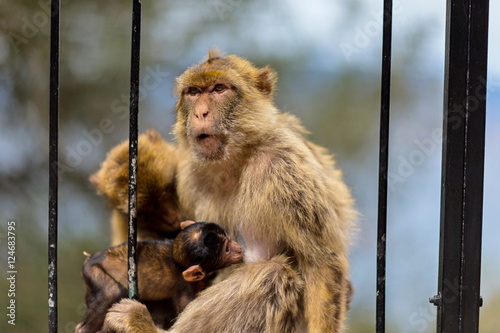 The Barbary macaque population in Gibraltar is the only wild monkey population in the European continent. Some three hundred animals in five troops occupy the area of the Upper Rock of Gibraltar. © Hummingbird Art