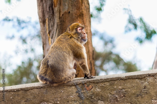The Barbary macaque population in Gibraltar is the only wild monkey population in the European continent. Some three hundred animals in five troops occupy the area of the Upper Rock of Gibraltar.