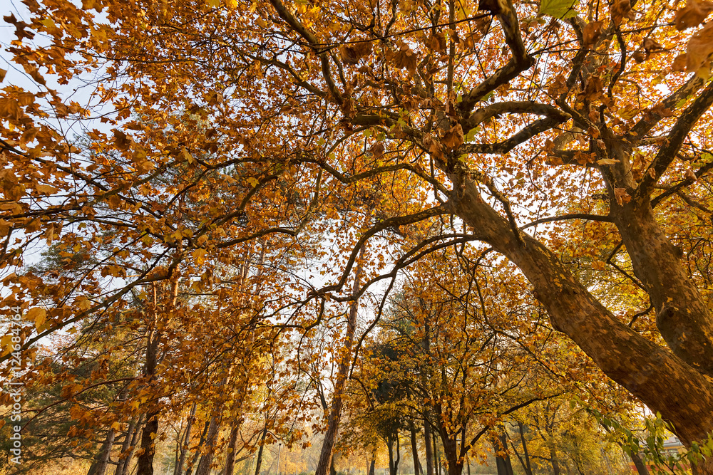 tree top in autumn