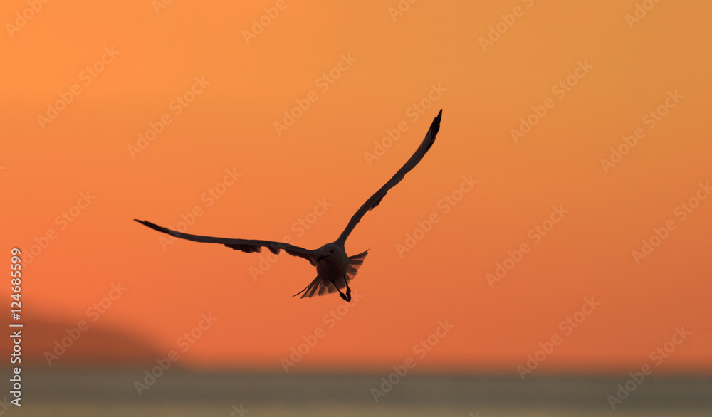 Naklejka premium Seagull silhouette at sunset