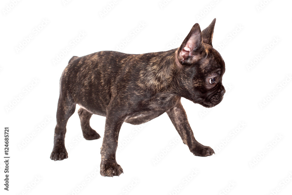 curious little puppy French bulldog