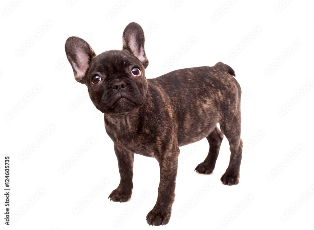 Brindle French bulldog