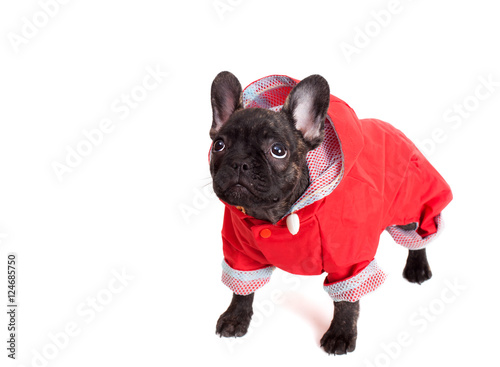 puppy French bulldog in a red jumpsuit © anrymos