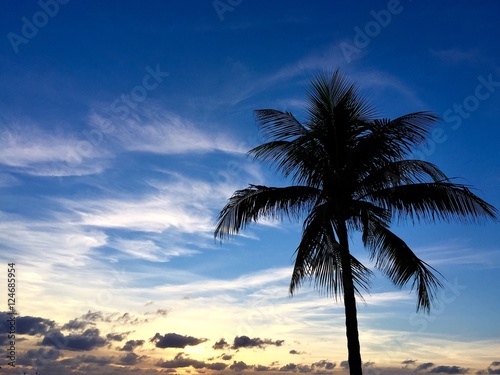 Silhouette of the palm with sunrise so