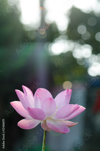 .White lotus bloom in the pond, beautiful mountain views.
