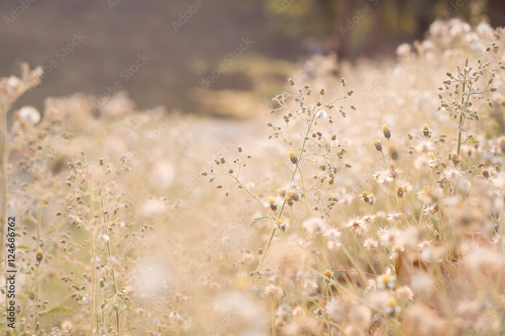 Vintage photo of abstract nature background with wild flowers and plants dandelions in sunlight