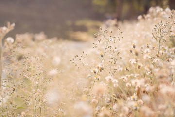 Vintage photo of abstract nature background with wild flowers and plants dandelions in sunlight