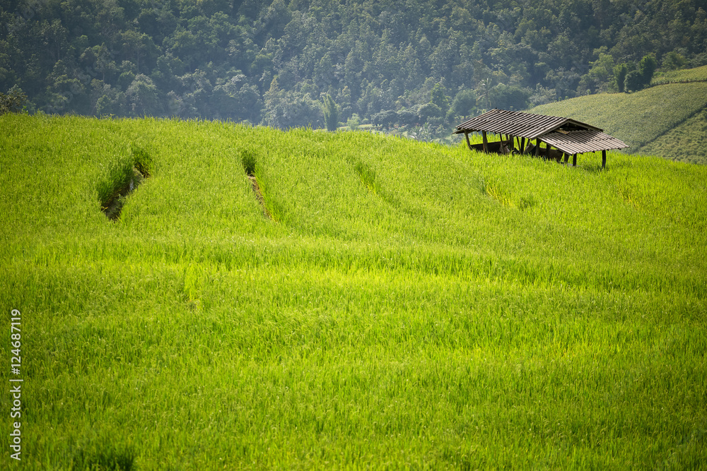 rice field scenery in Thailand