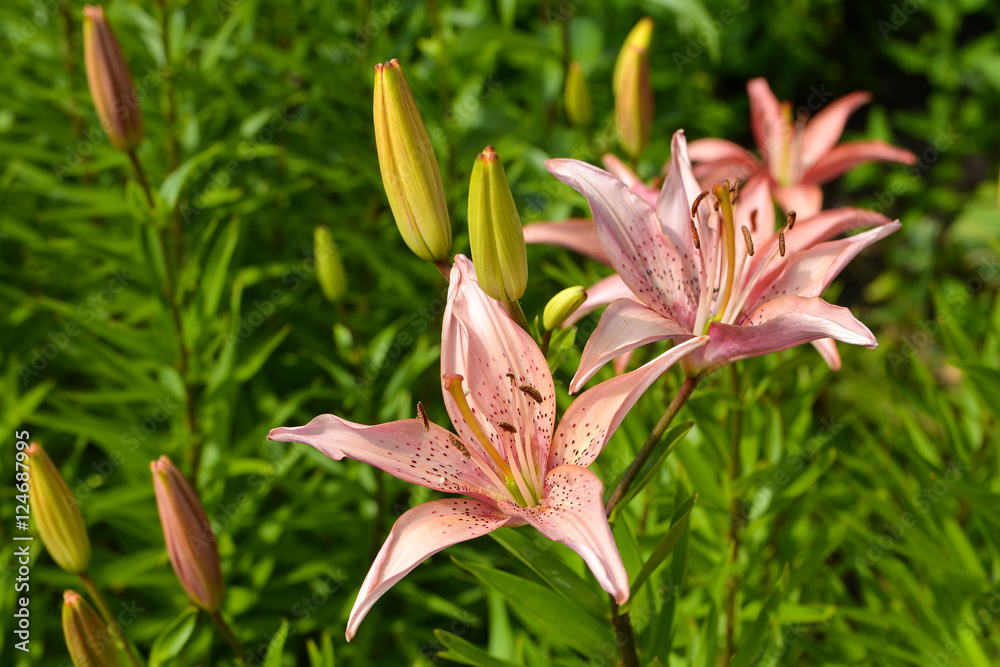 Lily flowers in the garden Lily flowers in the garden