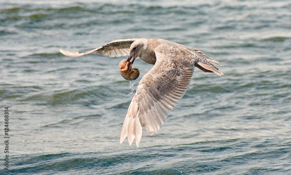 Naklejka premium Seagull Snack 4