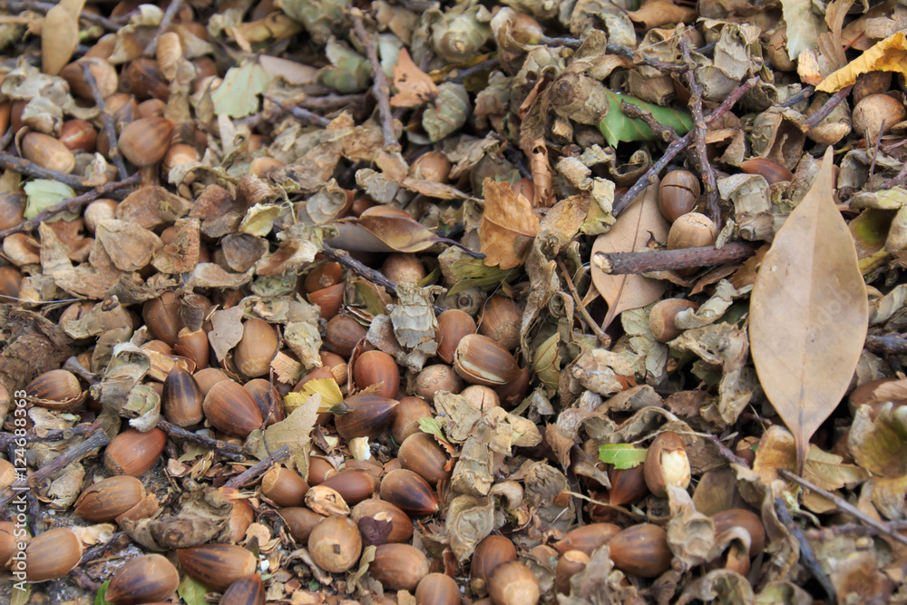 Acorn Acorn
