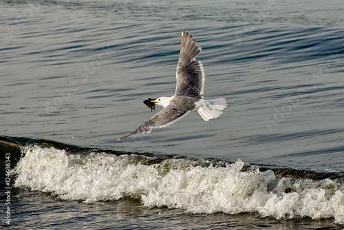 Seagull Snack 2