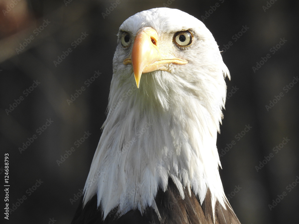 Obraz premium Greifvögel