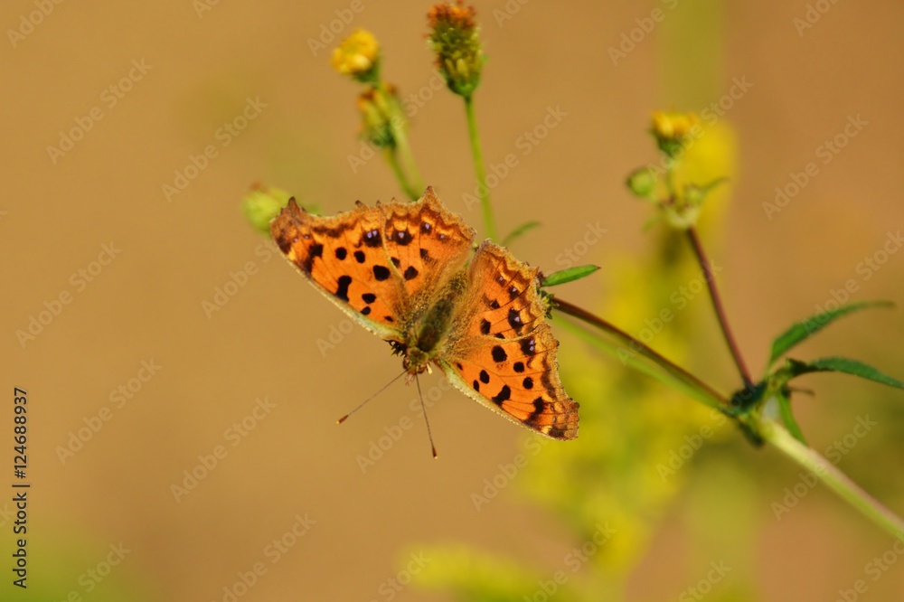 Obraz premium キタテハ