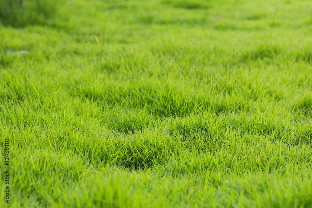 Grass Grass
