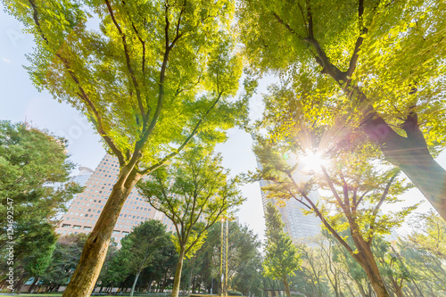 さわやかな朝の新宿中央公園 photo