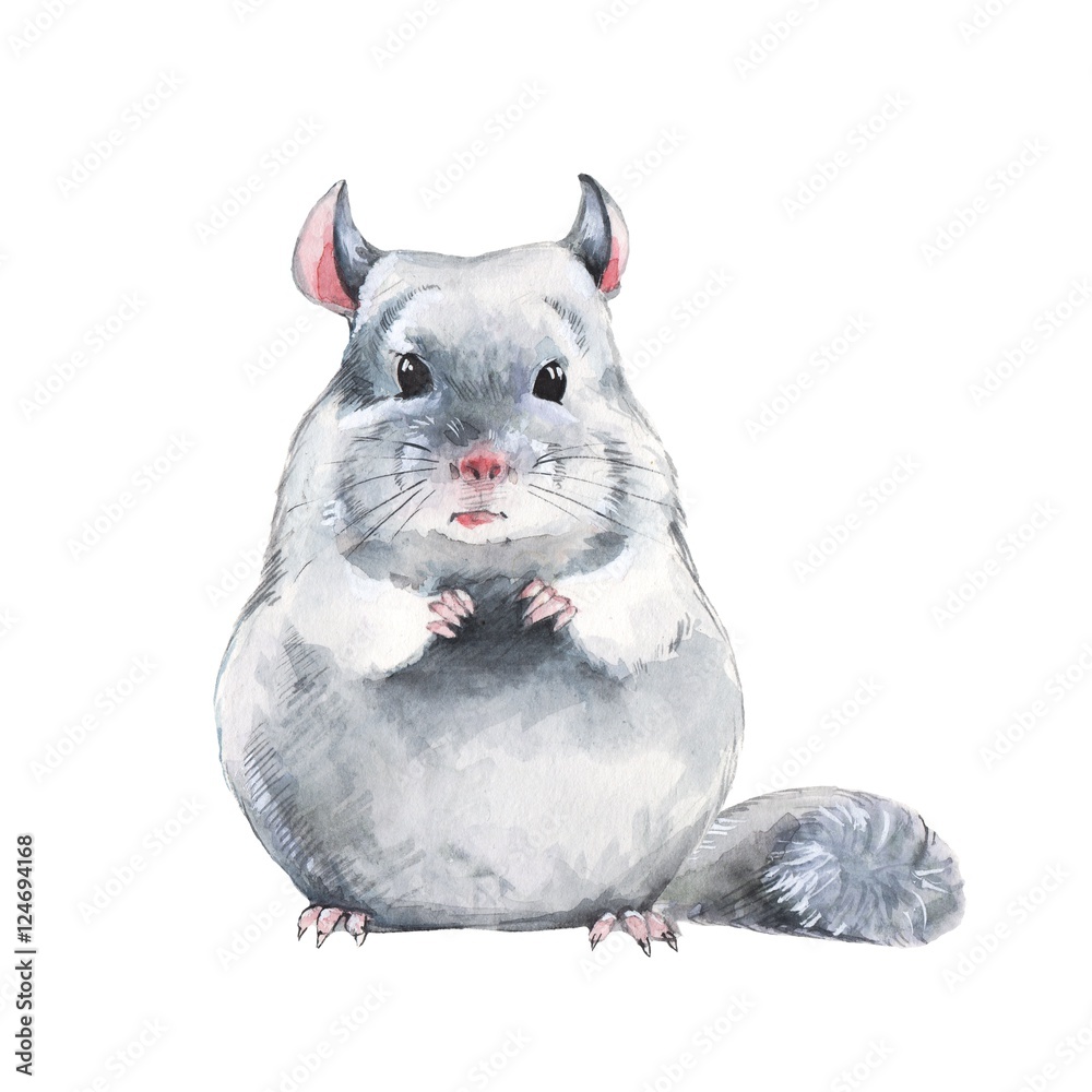 Chinchilla sketch style old Royalty Free Vector Image
