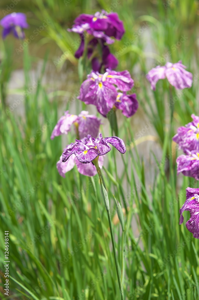 菖蒲 菖蒲