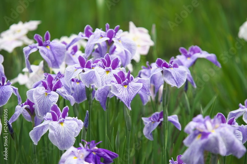 菖蒲