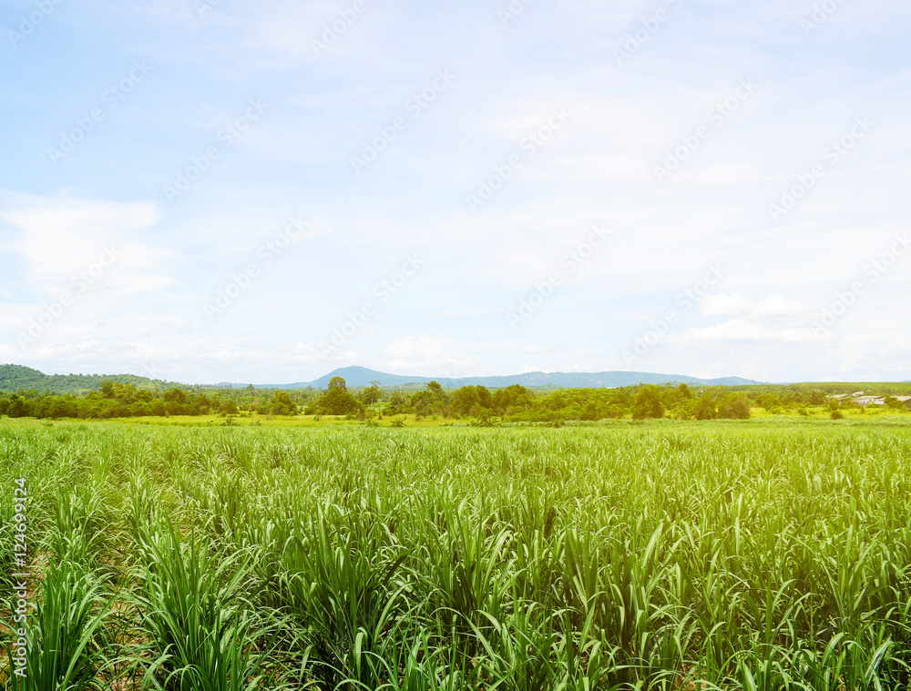 Sugarcane field with blue sky background. Travel in Thailand.