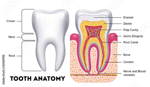 Canvas-taulu Tooth anatomy vector dental infographics