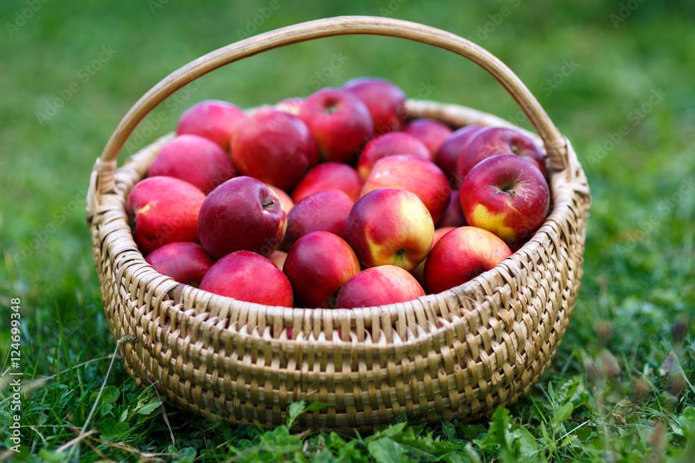 Basket with apples in the grass Basket with apples in the grass