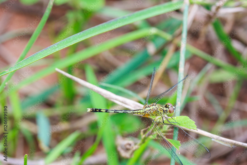 dragonfly dragonfly