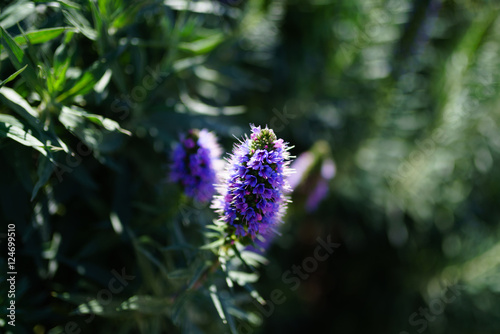 Echium candicans  pride of Madeira  purple flowers