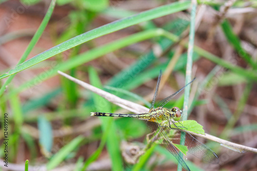 dragonfly © jakkrid