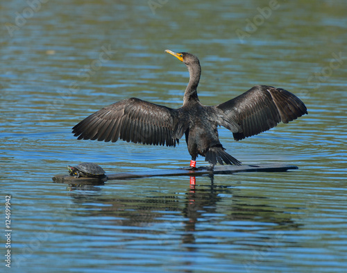 Cormorants wings spread © Fritz