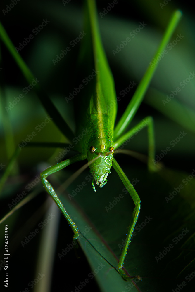 Stared with a green grasshopper with cassava leaves. Stared with a green grasshopper with cassava leaves.