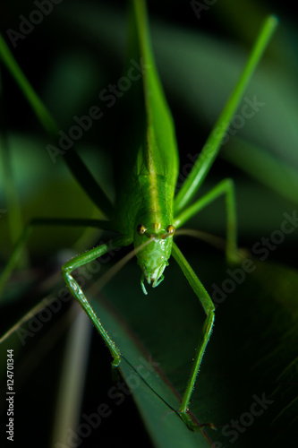 Grasshopper big green leaf