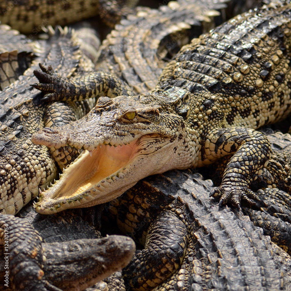 Fototapeta premium Freshwater crocodile, Siamese crocodile (Crocodylus siamensis)