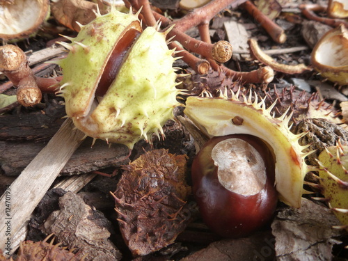 brown chestnut fallen on the ground