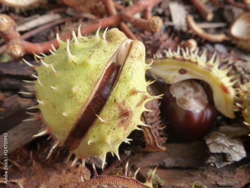 brown chestnut fallen on the ground