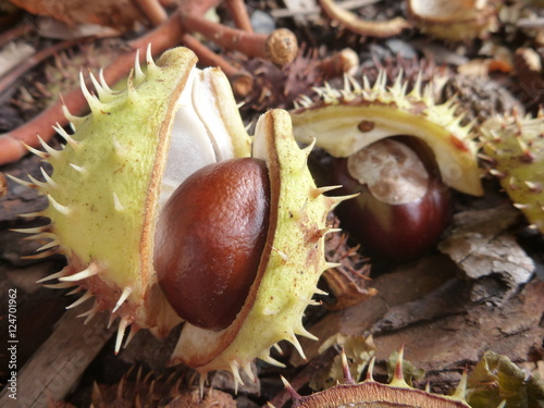 brown chestnut fallen on the ground